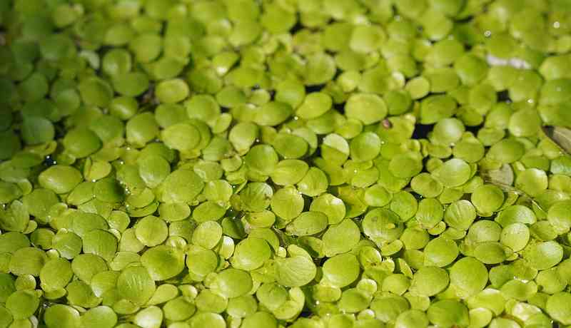 Afbeelding duckweed Shutterstock-min.jpg
