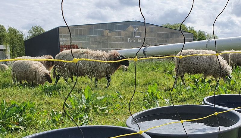 BuildinG schapen.jpg