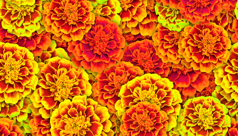 HAN3965_WEB_headers Sway 1_1000x624_rgb_01_Het afrikaantje.jpg