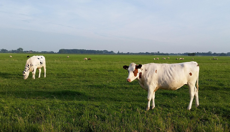 Koe in weiland.jpg