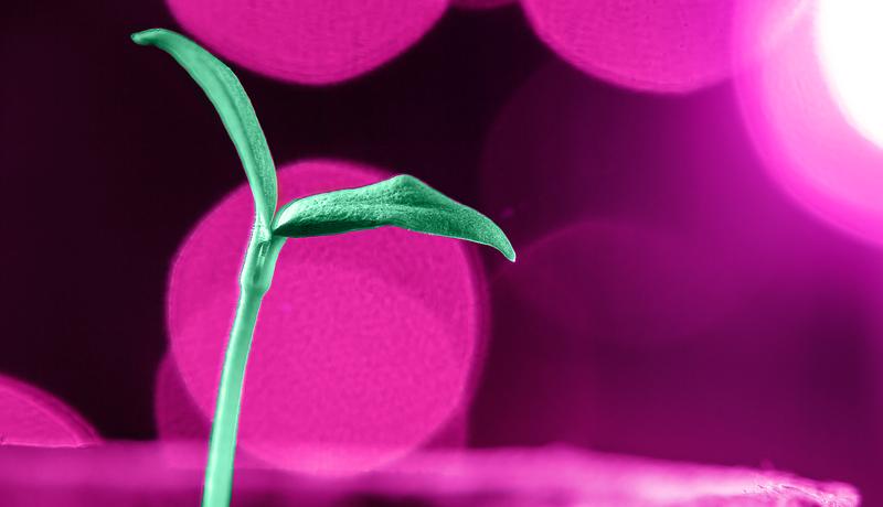 LEDs Grow Plants.png