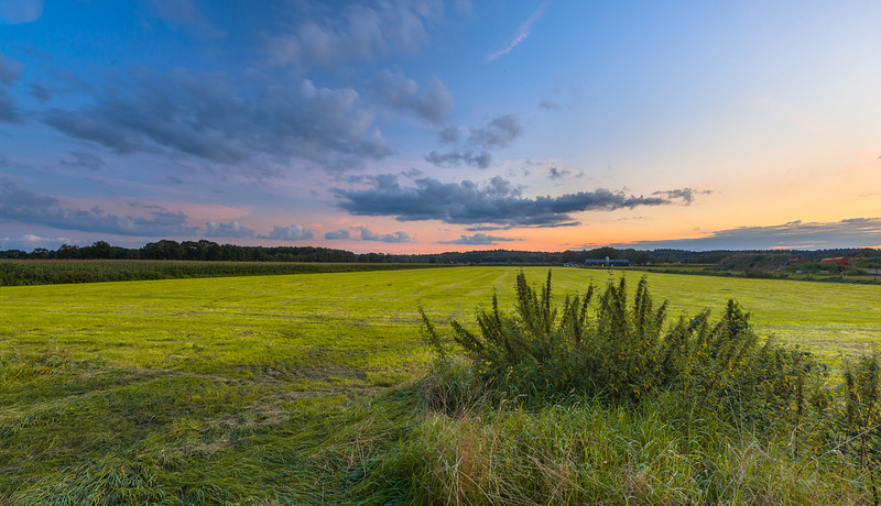 Landschap met brandnetels.jpg