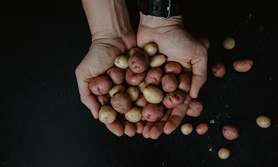 Aardappels en potgrond.jpg