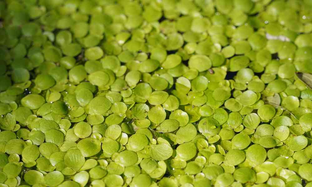 Afbeelding duckweed Shutterstock-min.jpg