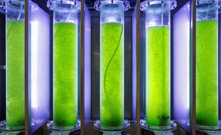Algenreactor voor algenonderzoek