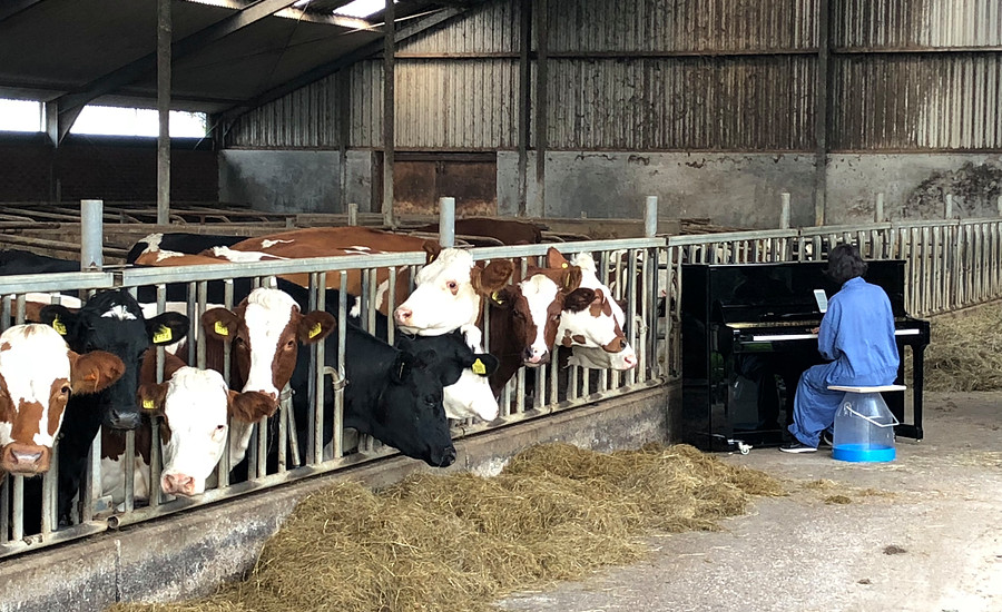 Onderzoeker Setareh Nafisi speelt piano bij een stal met koeien