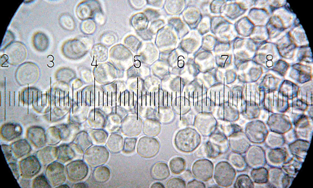 BML Research Thema 5.jpg