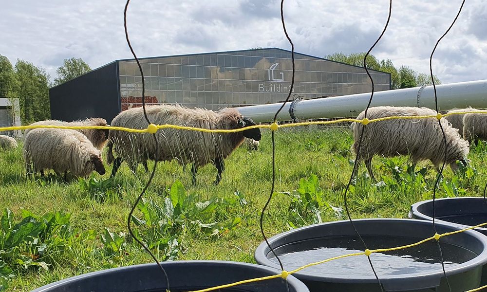 BuildinG schapen.jpg