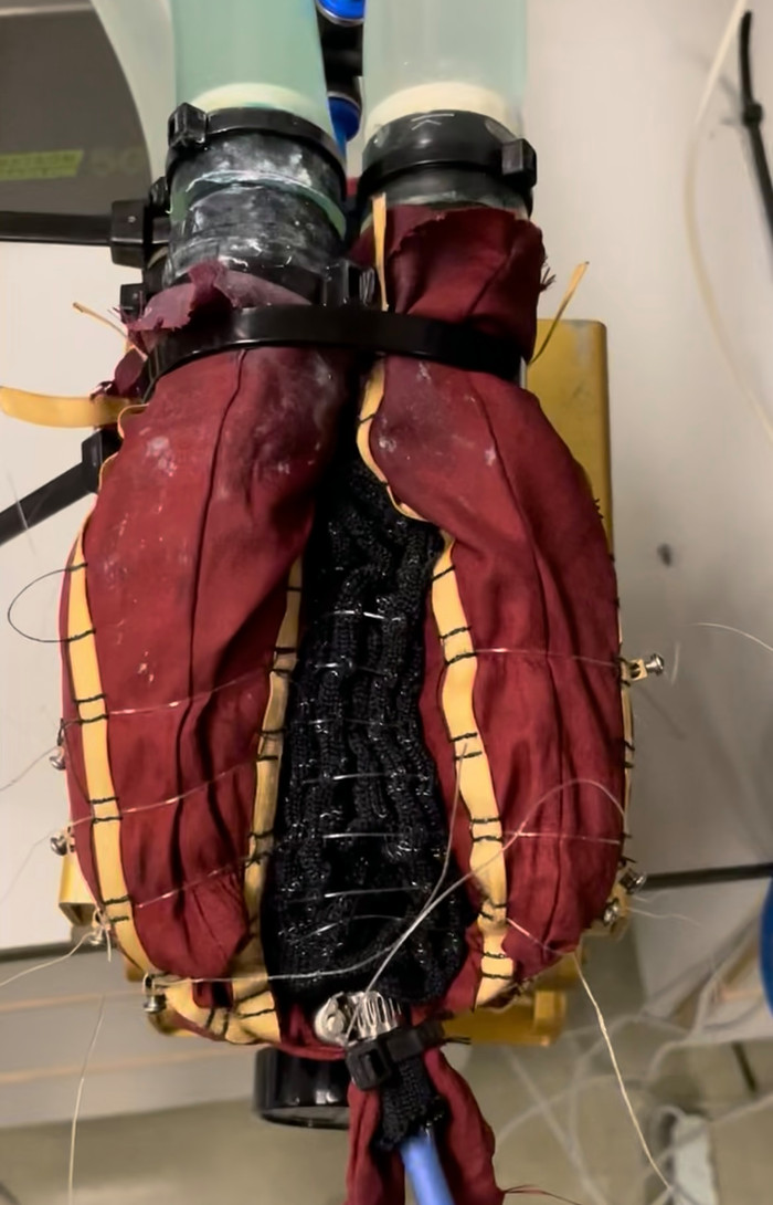 Charlotte Wohlmeiner_hart.jpg