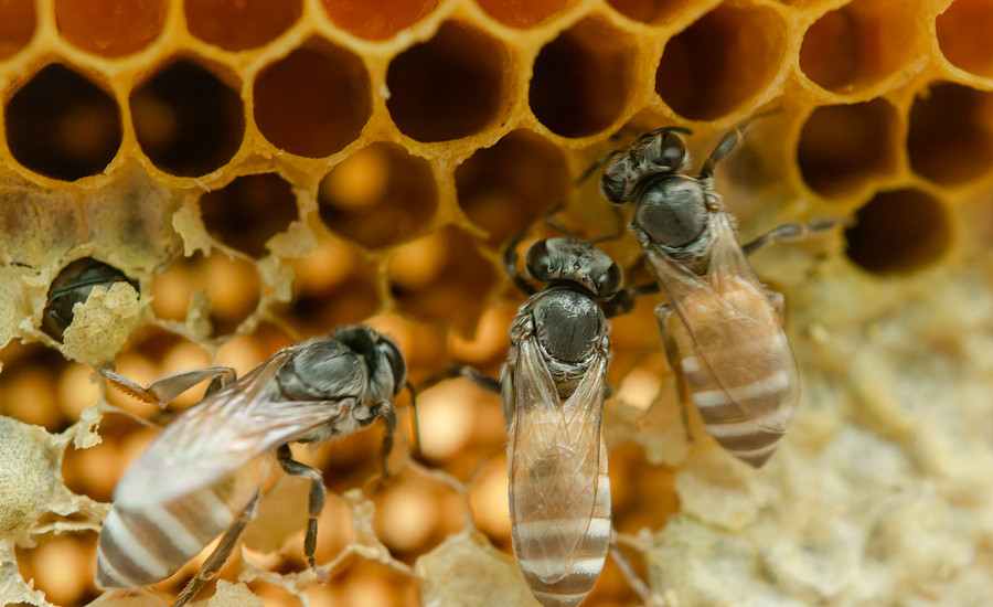 Foto van een bijenkorf voor het Kenniscentrum Biobased Economy.