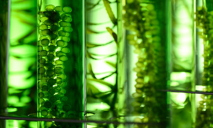 Algen in reactorbuizen