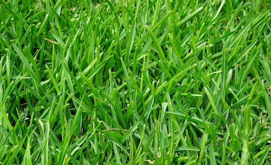 Gras.jpg