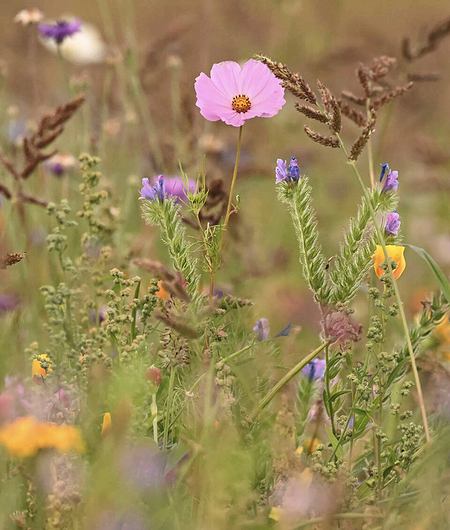 Flower field ImmerBunt testimonial Tom Junge