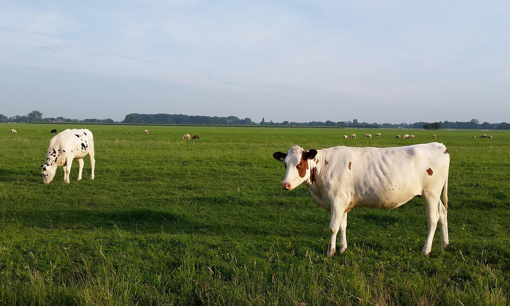 Koe in weiland.jpg