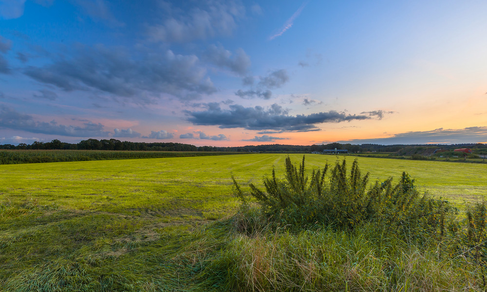 Landschap met brandnetels.jpg