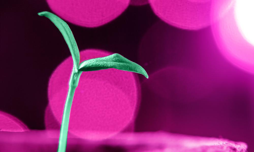 LEDs Grow Plants.png