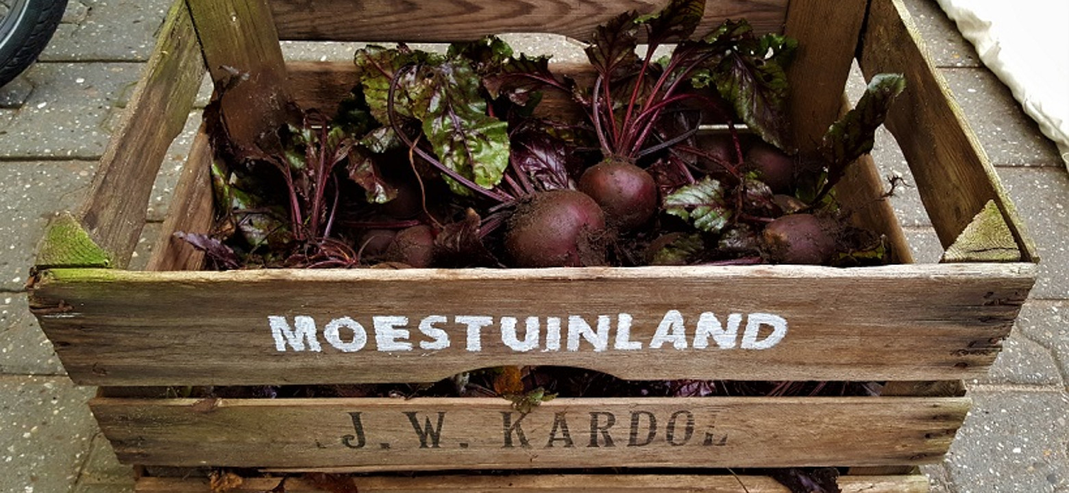 Oogst-moestuinland-moestuin-rode-bieten.jpg