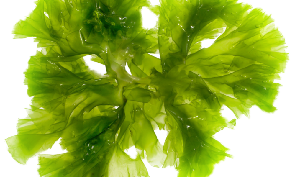 Seaweed.png