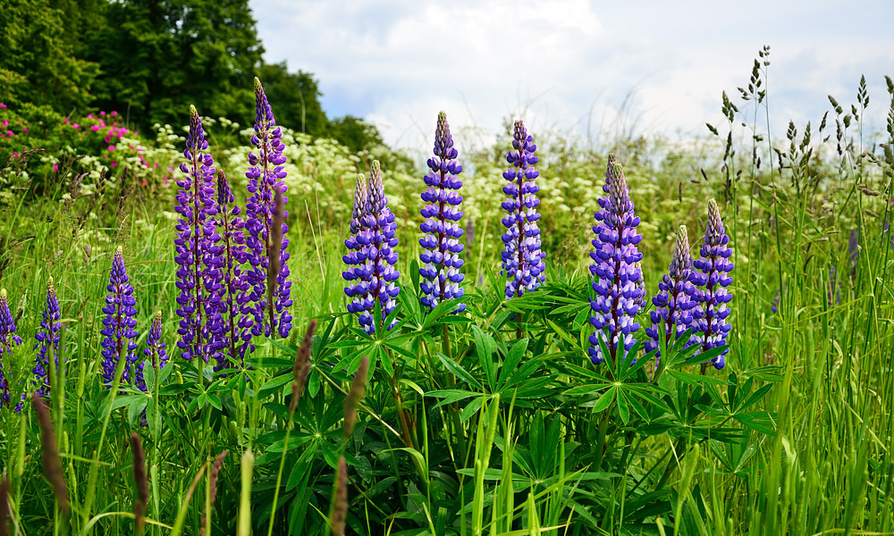 shutterstock_365193770-lupines.jpg