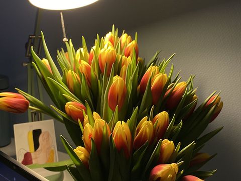 tulips.jpeg