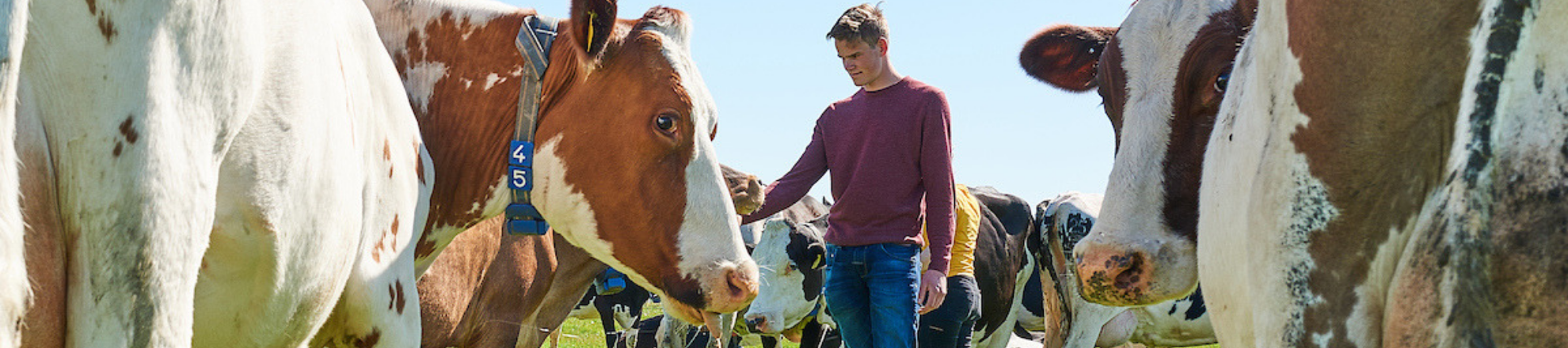 Students of Aeres University Applied Sciences Dronten outside with cows