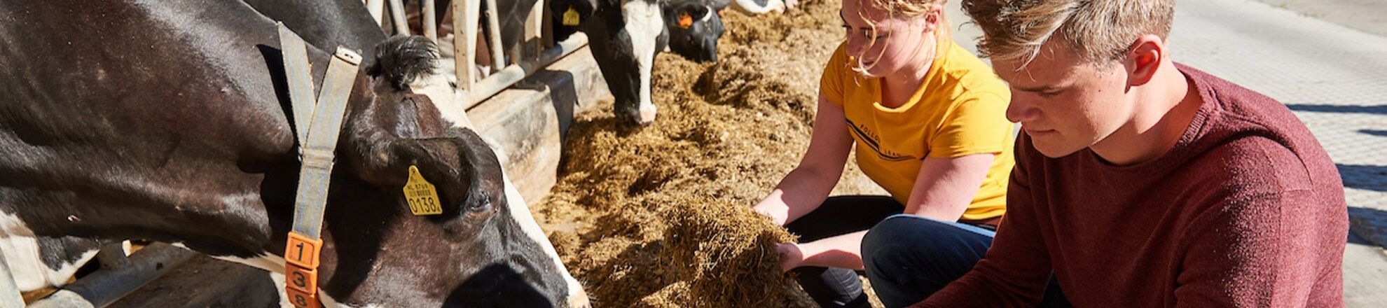 student onderzoek voer voeding koeien voerrek aeres farms aeres hogeschool dronten