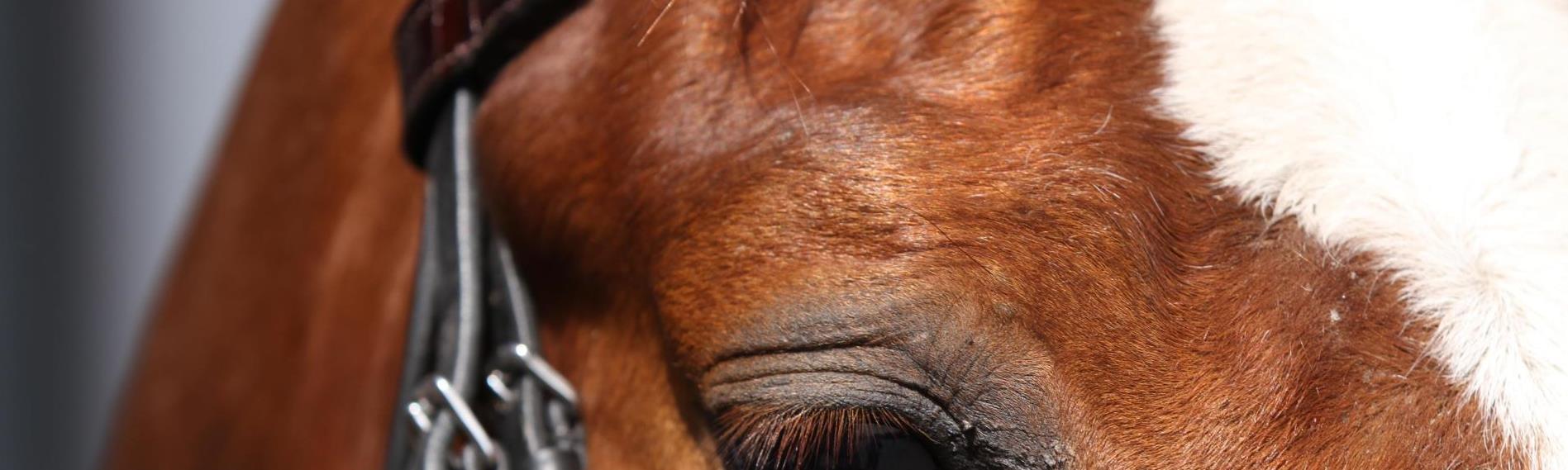 Aeres MBO Paardenhouderij close up paardenhoofd