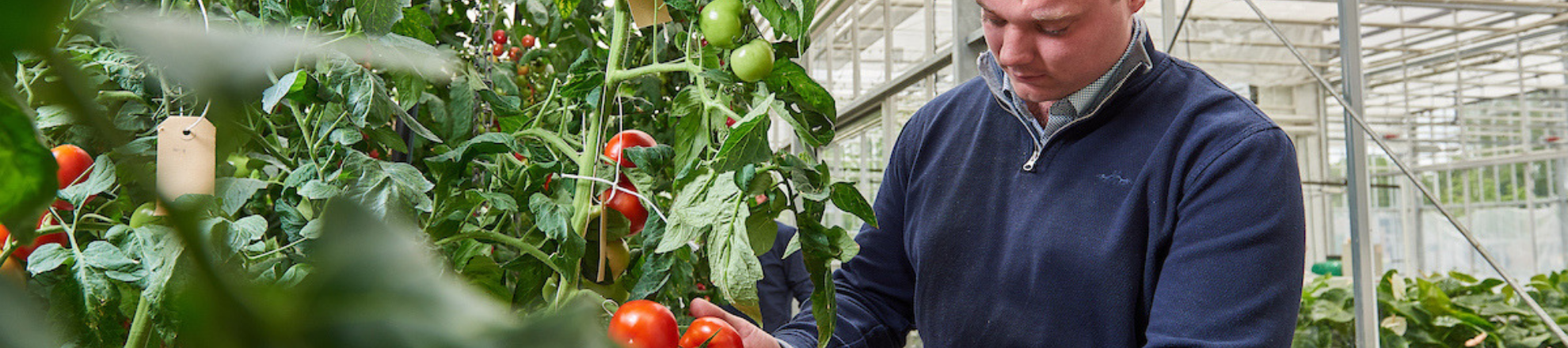 Arable farming student from Aeres University of Applied Sciences with tomatoes in greenhouse