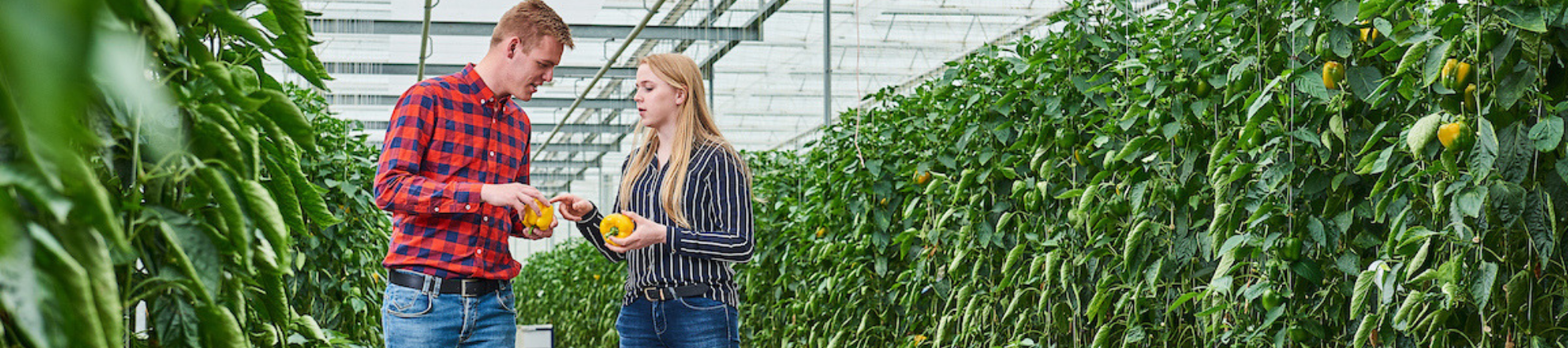 Arable farming students from Aeres University of Applied Sciences in greenhouse with capsicum